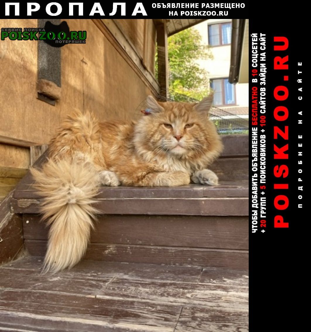 Химки Пропал кот в левобережном рыжий мейн кун