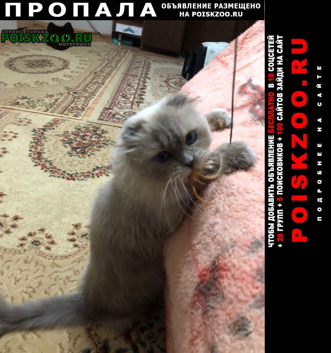 Пропала кошка домашняя Славянск-на-Кубани