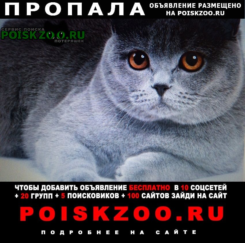 Курганинск Пропал кот