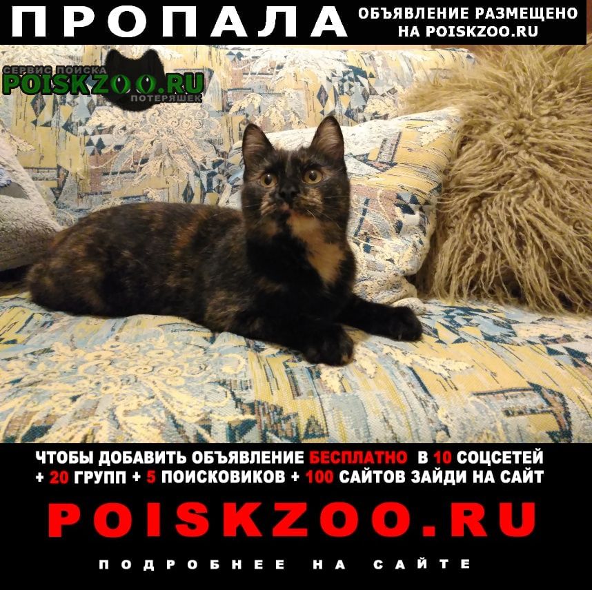 Ставрополь Пропала кошка максимальный репост