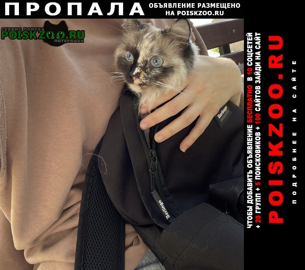 Иркутск Пропала кошка. г. район лисихи