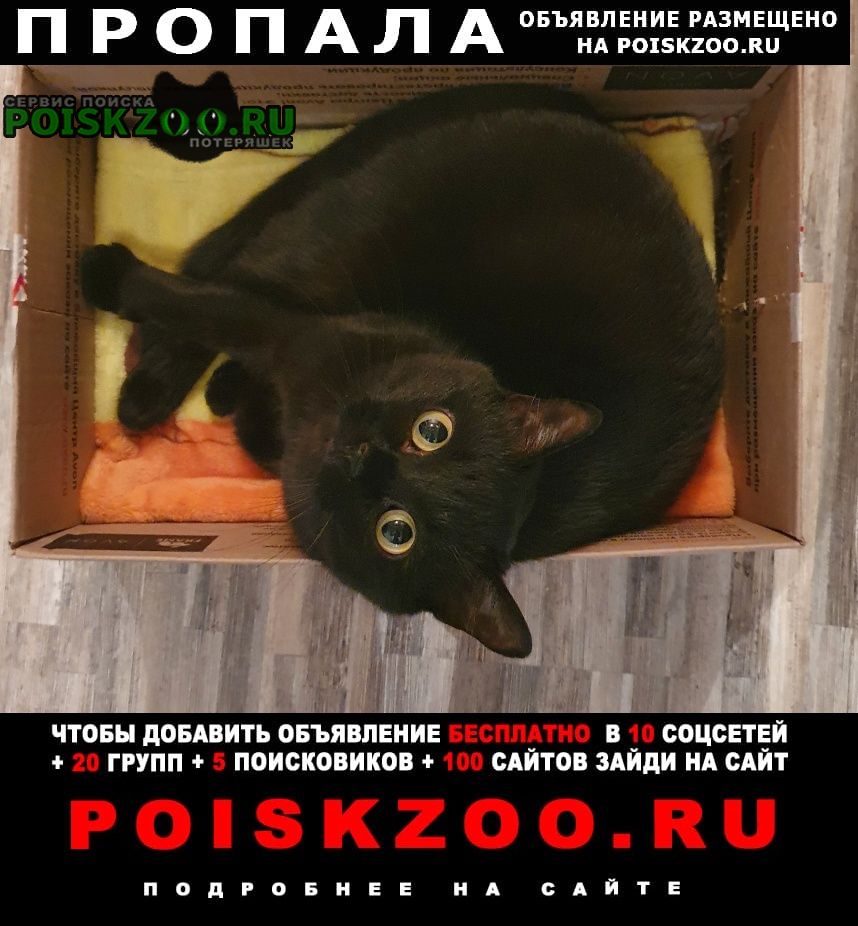 Пропала кошка чёрная Москва