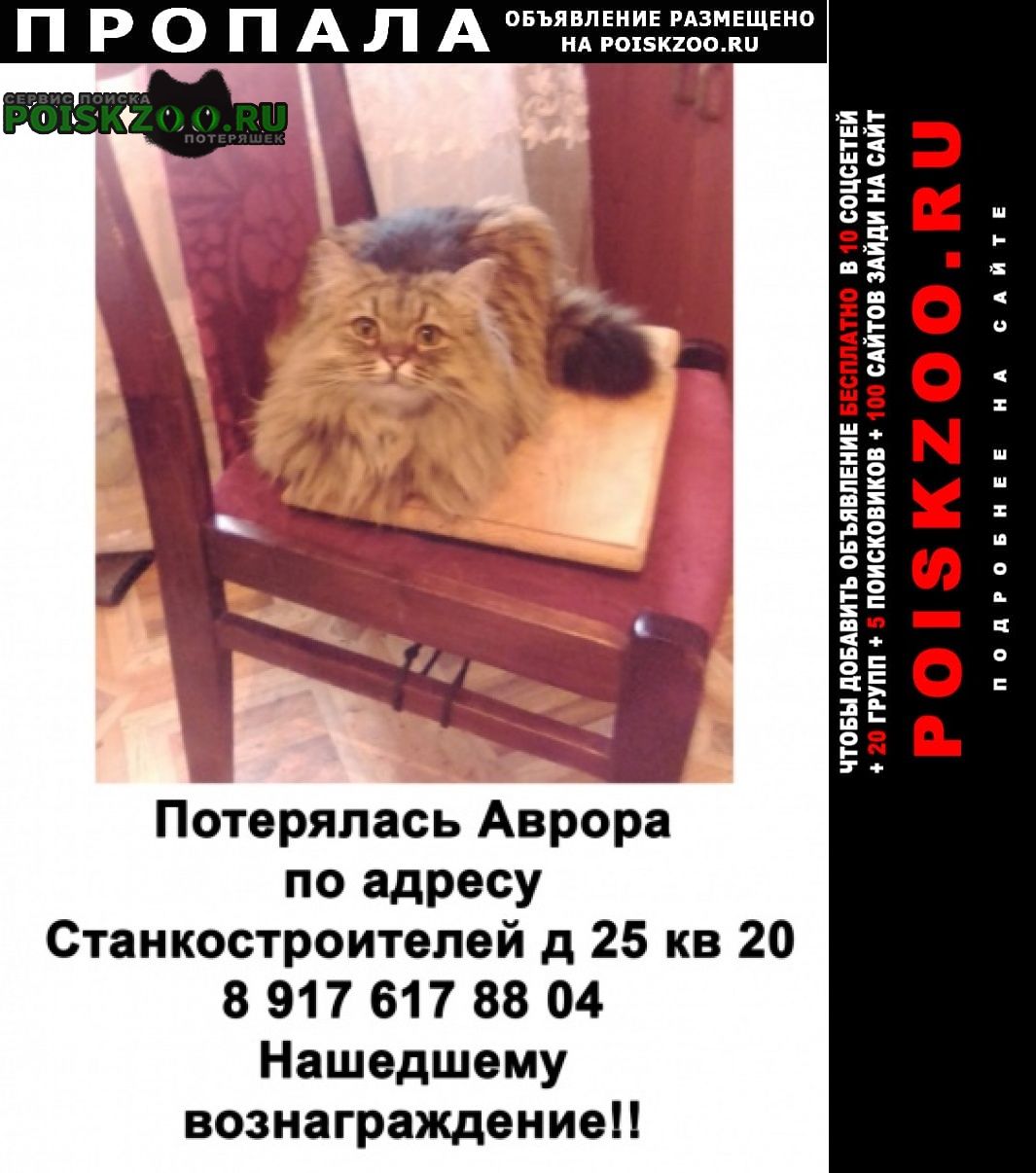 Пропала кошка Ульяновск