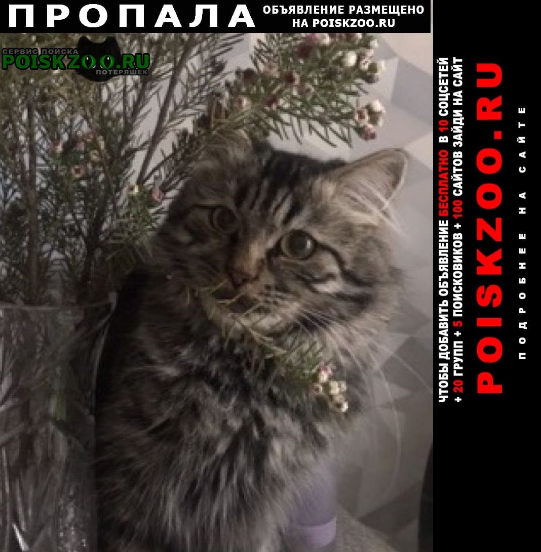 Москва Пропал кот