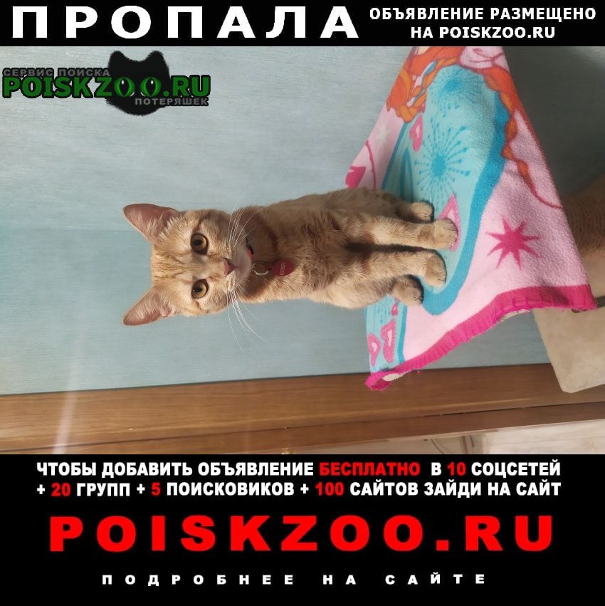 Пропала кошка рыжая кошка Москва