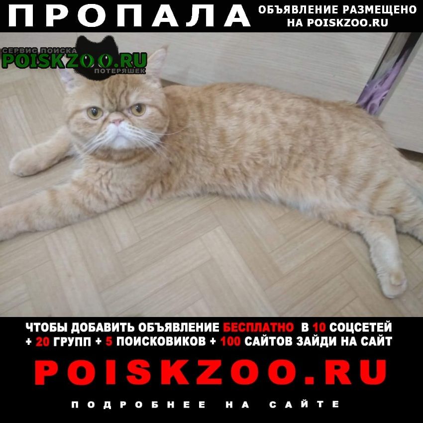 Пропала кошка верните за вознаграждение Красноярск