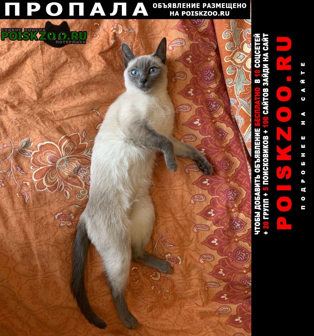 Москва Пропала кошка тайская, 2 года. окрас блю поинт.
