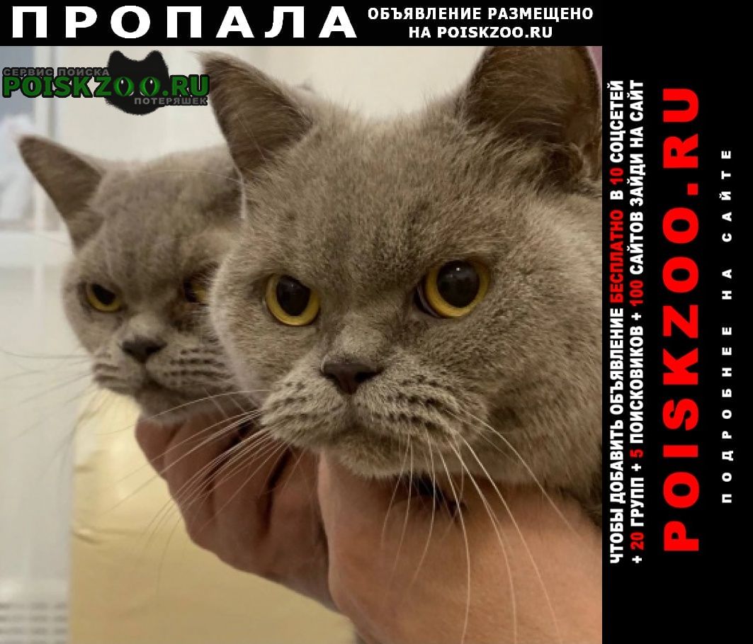 Москва Пропала кошка в районе жк михайловское, рязанский райо
