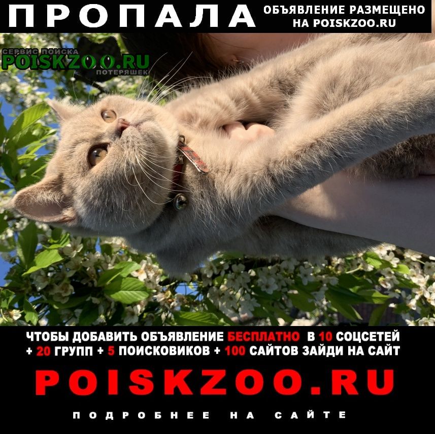 Пропал котик Белореченск