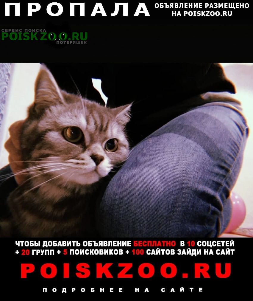 Пропала кошка Полтава
