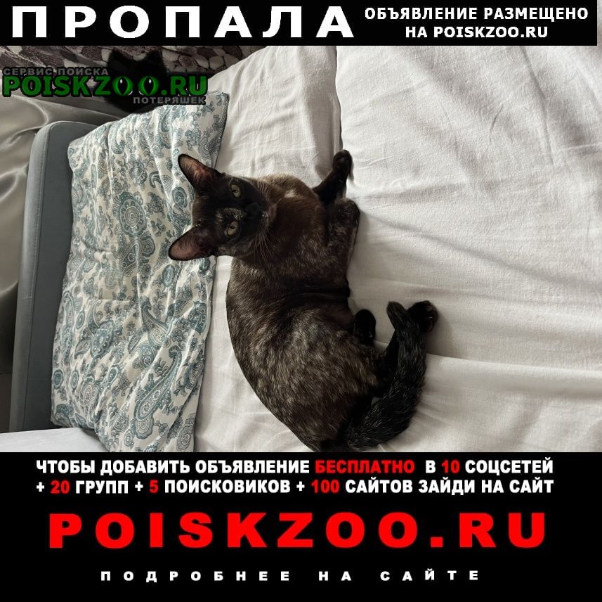 Пропала кошка порода бурма Москва