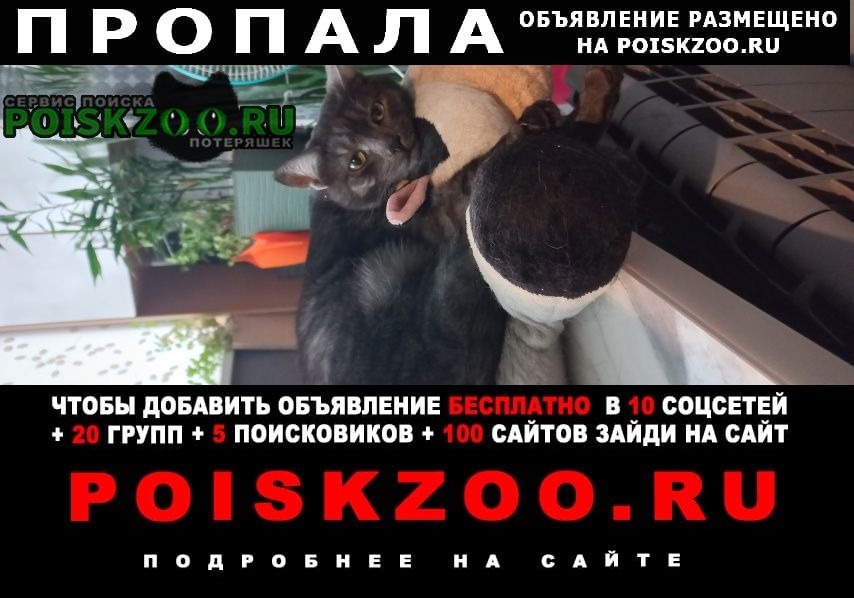 Пропал кот монька Екатеринбург