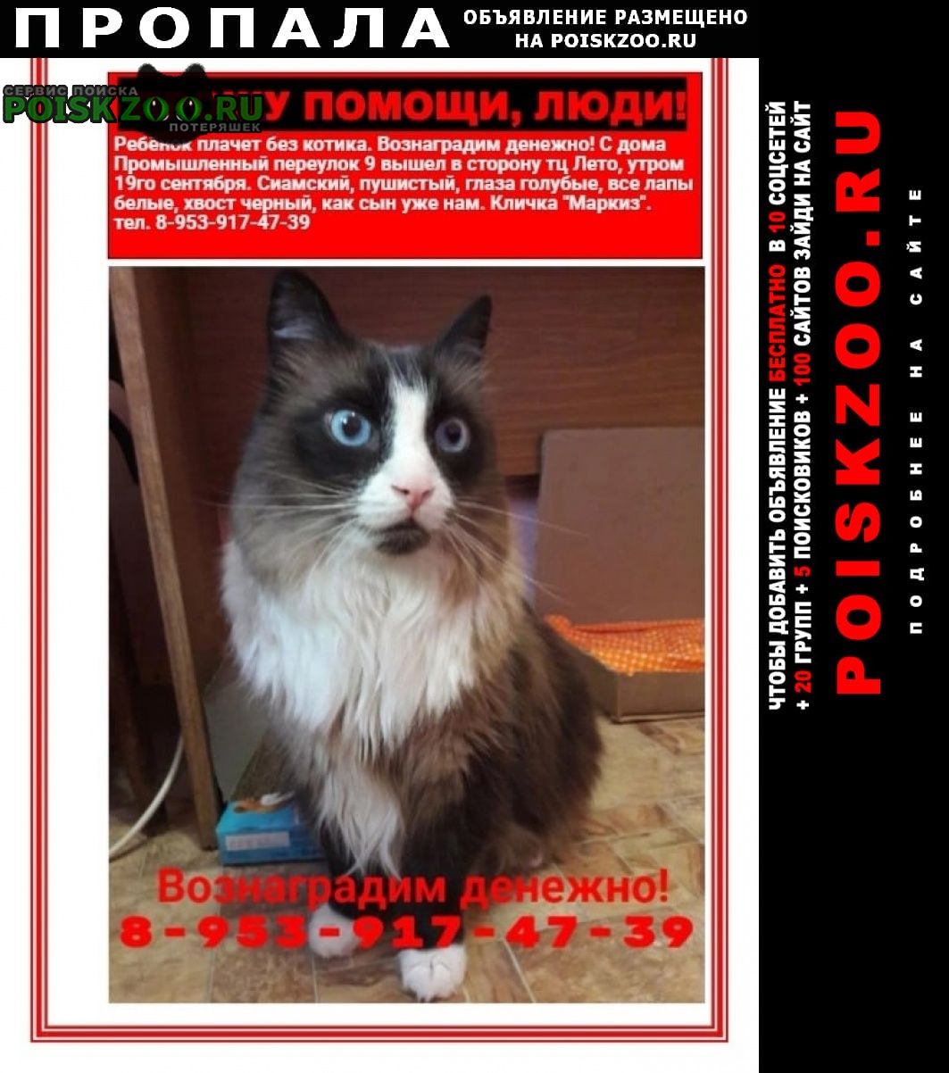 Пропал кот срочно важна любая информация Томск