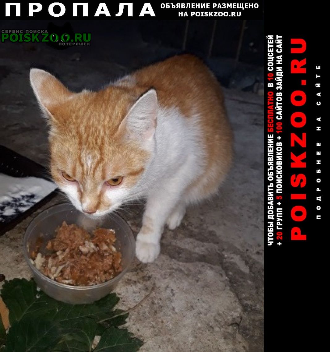 Пропала кошка с котятами Красногорск