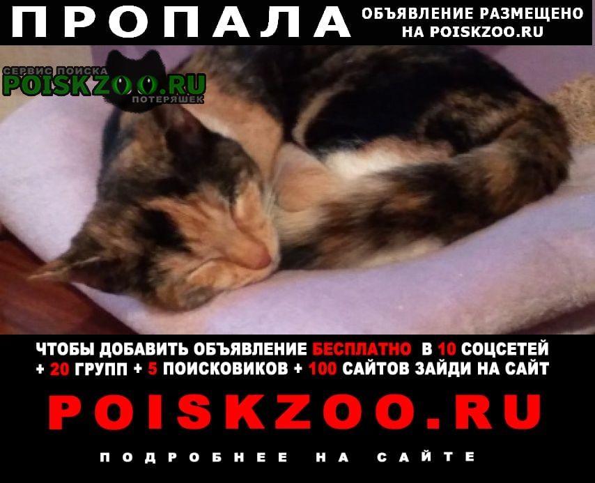Санкт-Петербург Пропала кошка очень худенькая