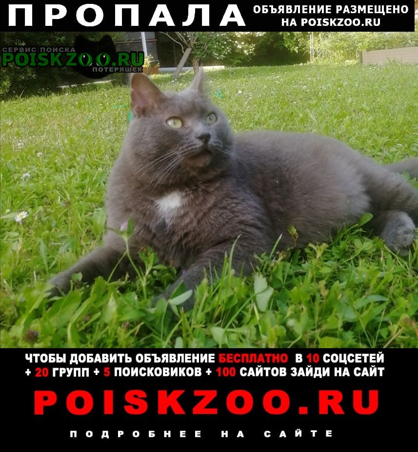 Пропал кот Полушкино