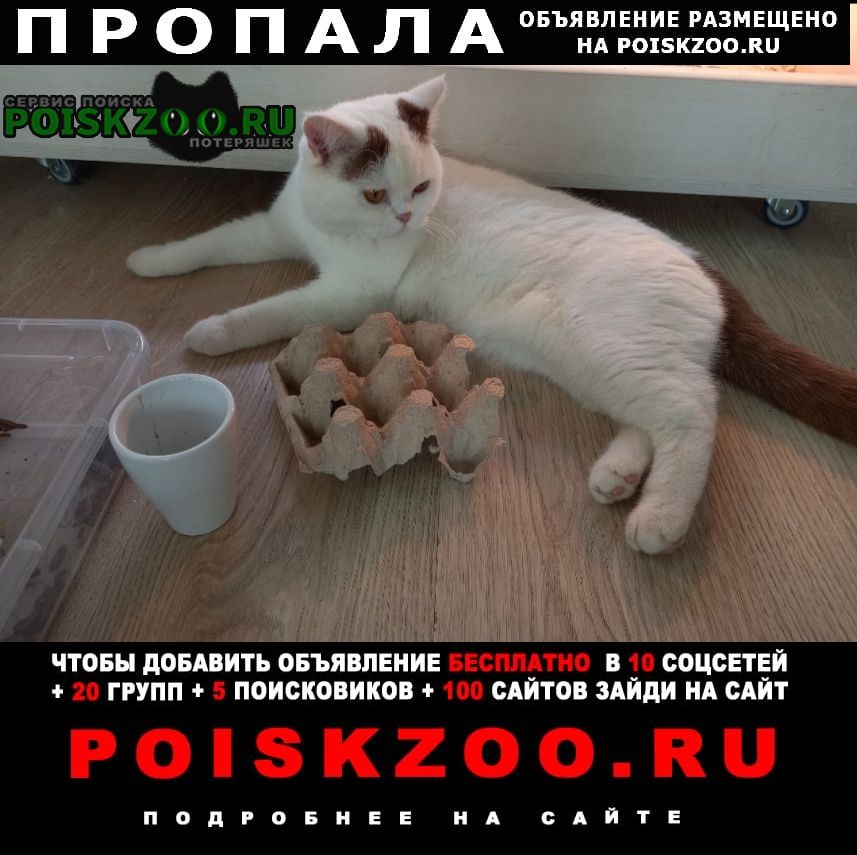 Пропал кот ( Ангарск