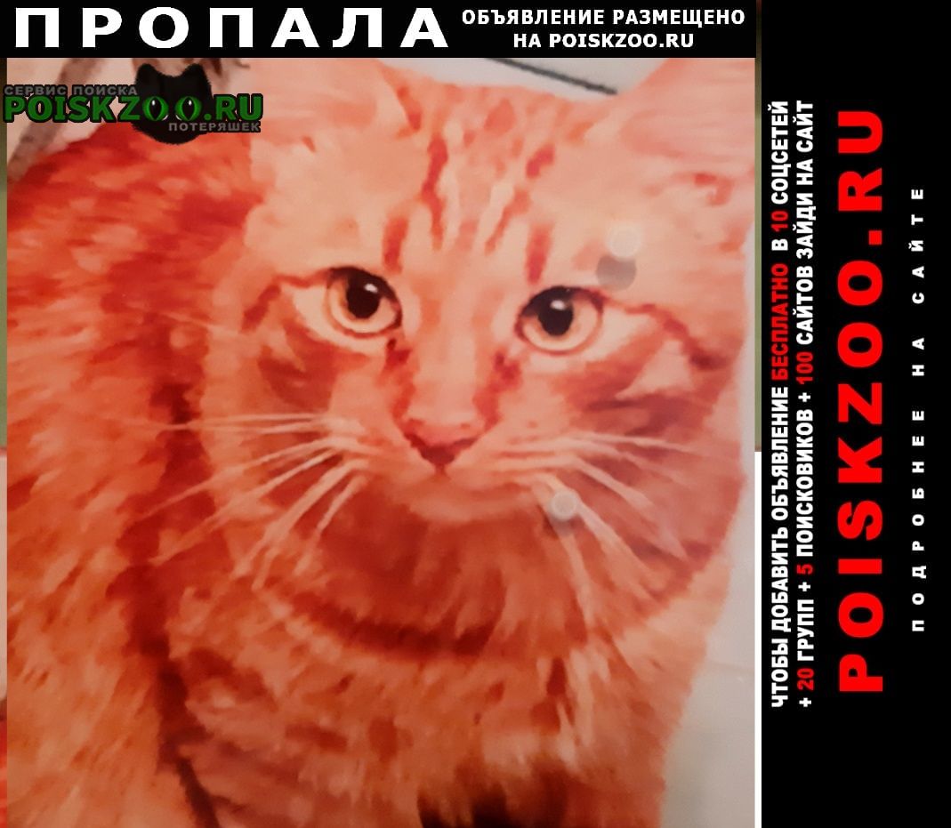 Пропал кот рыжий Екатеринбург