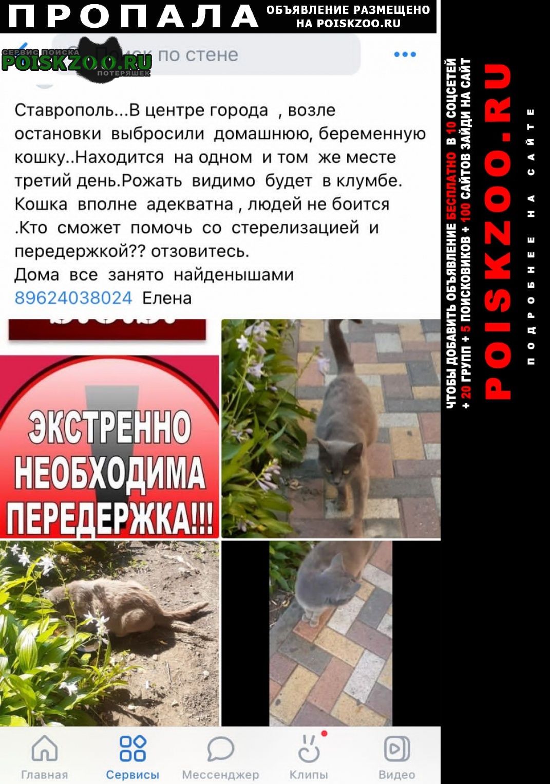Пропала кошка с красным ошейником Ставрополь