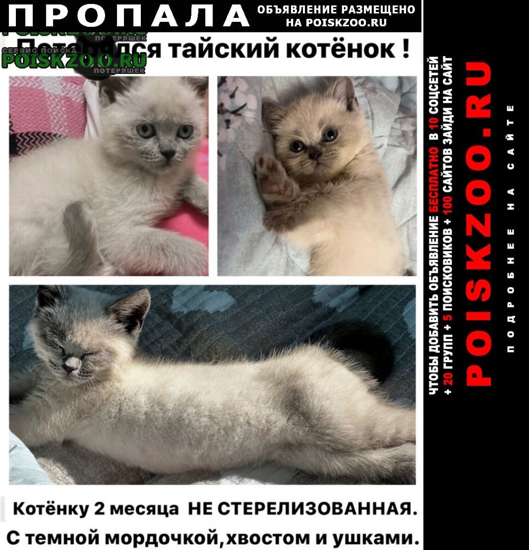 Калининград (Кенигсберг) Пропала кошка тайский котёнок