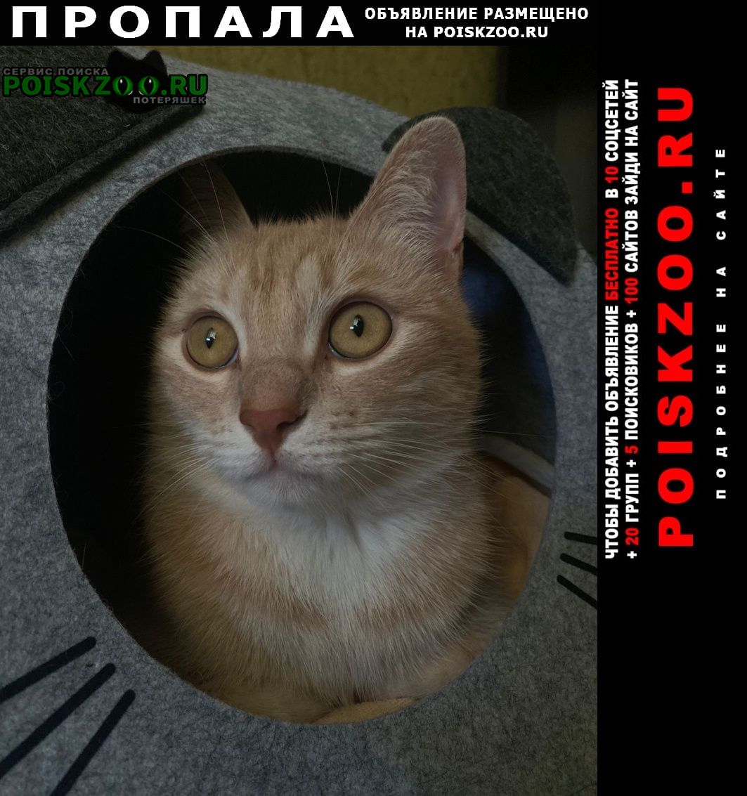 Пропал кот светло-рыжий кот в районе чкалова Владикавказ