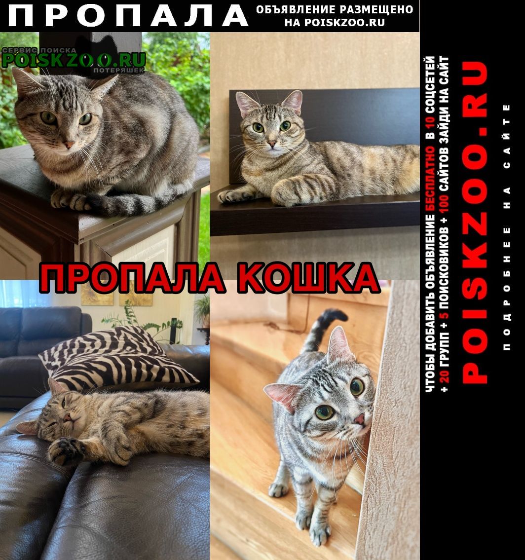 Пропала кошка жд район Хабаровск