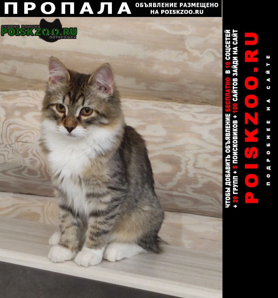 ���� ������� �����