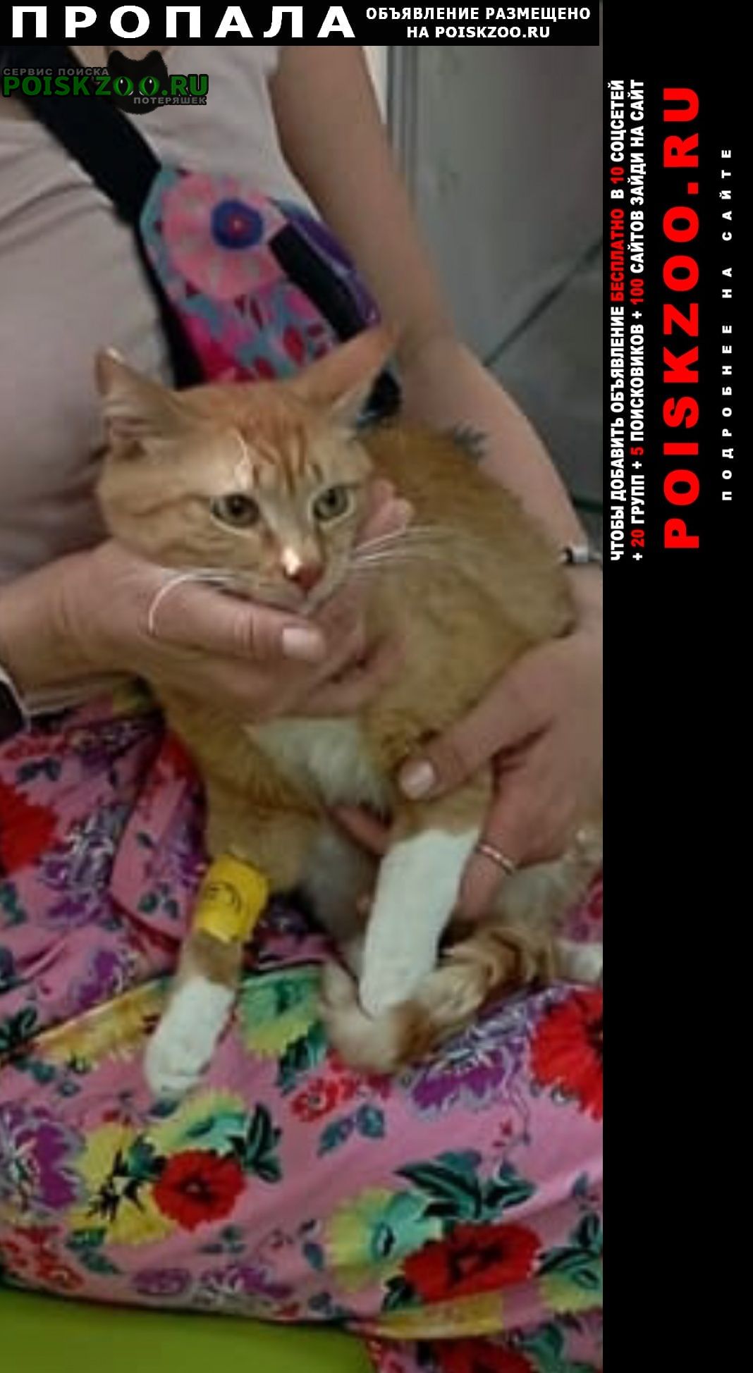 Симферополь Пропал кот рыжий больной котик