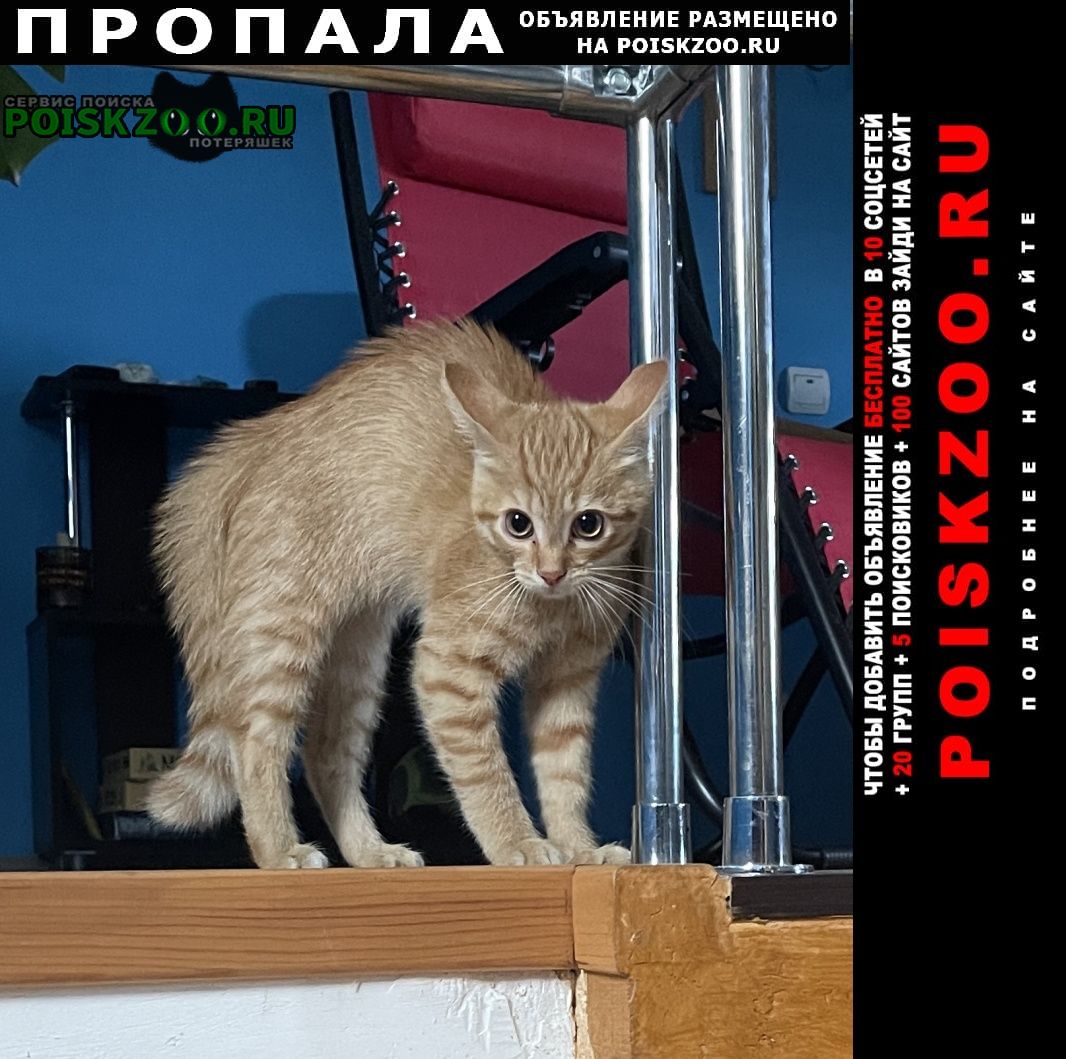 Муром Пропал котенок