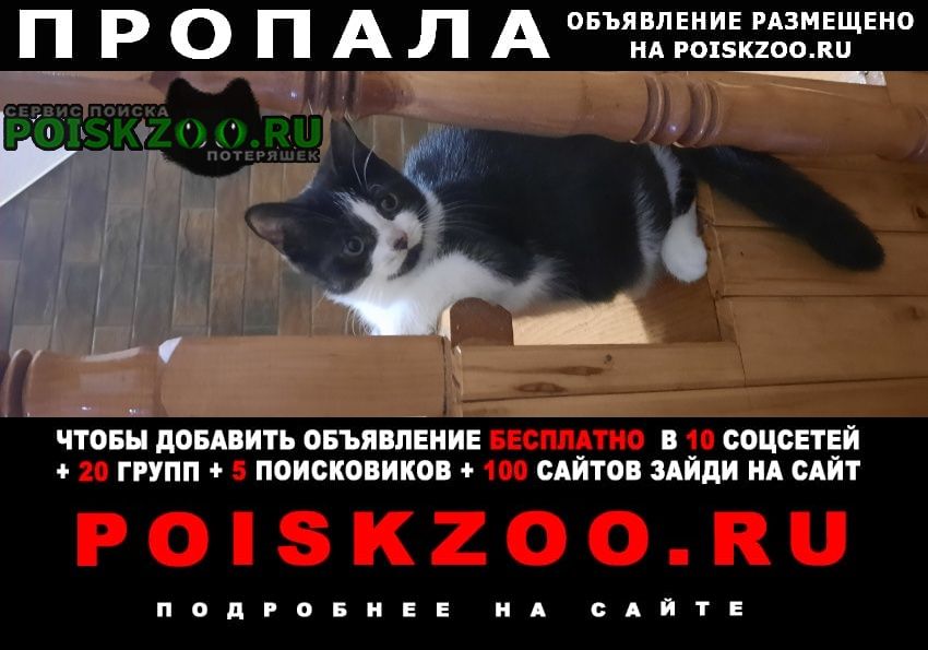Ейск Пропал кот черно-белый котенок