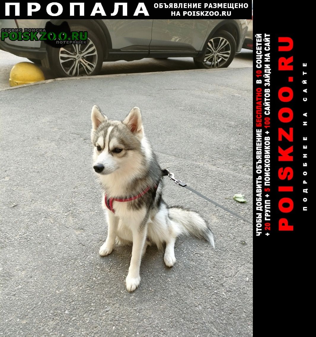 Пропала собака кобель Пушкин