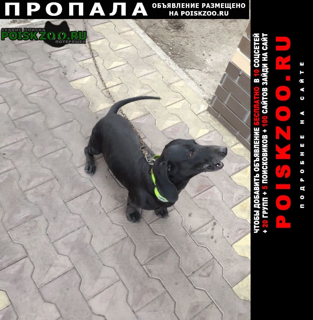 Пропала собака кобель Омск