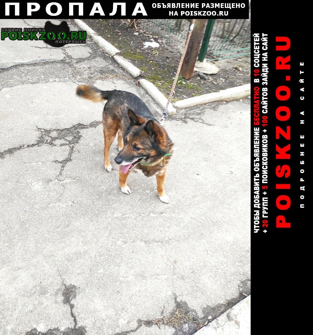Пропала собака кобель нужна помощь в поиске собаки Донецкая