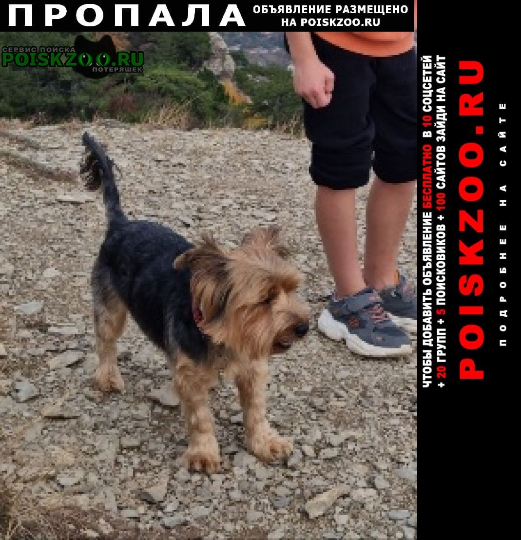 Пропала собака кобель, стрелецкая, йорк крупный Севастополь