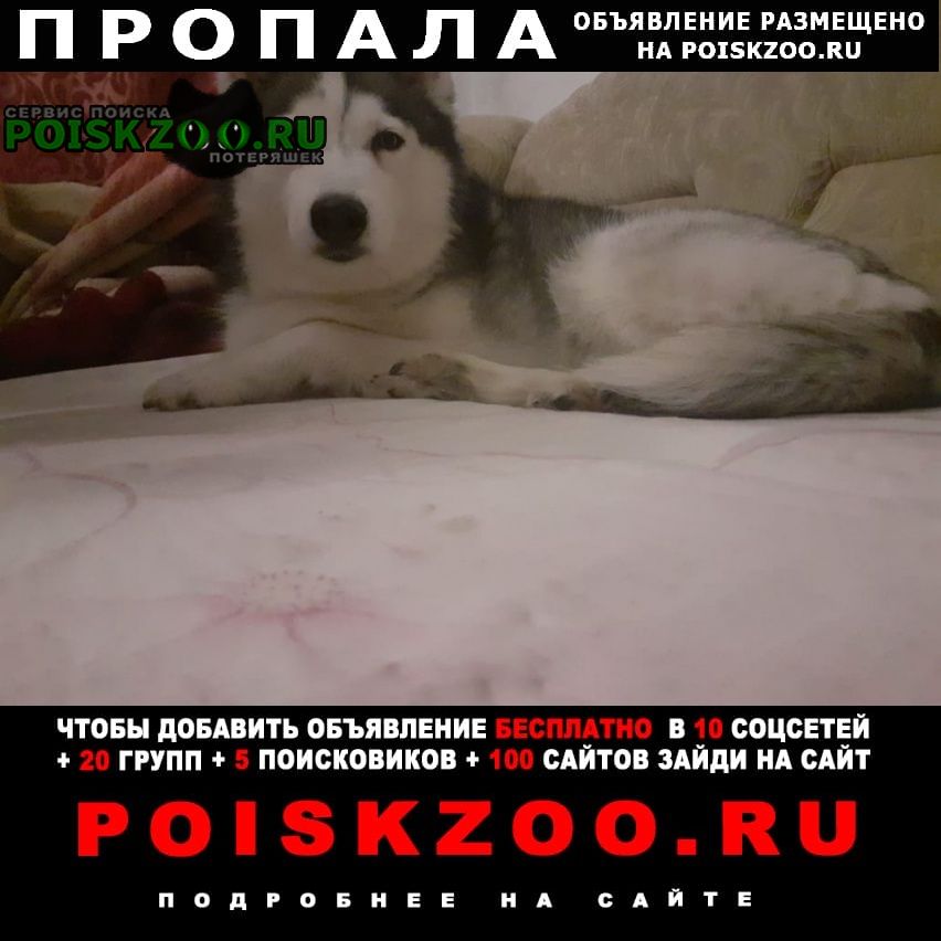 шарыпово (красноярский край) Пропала собака