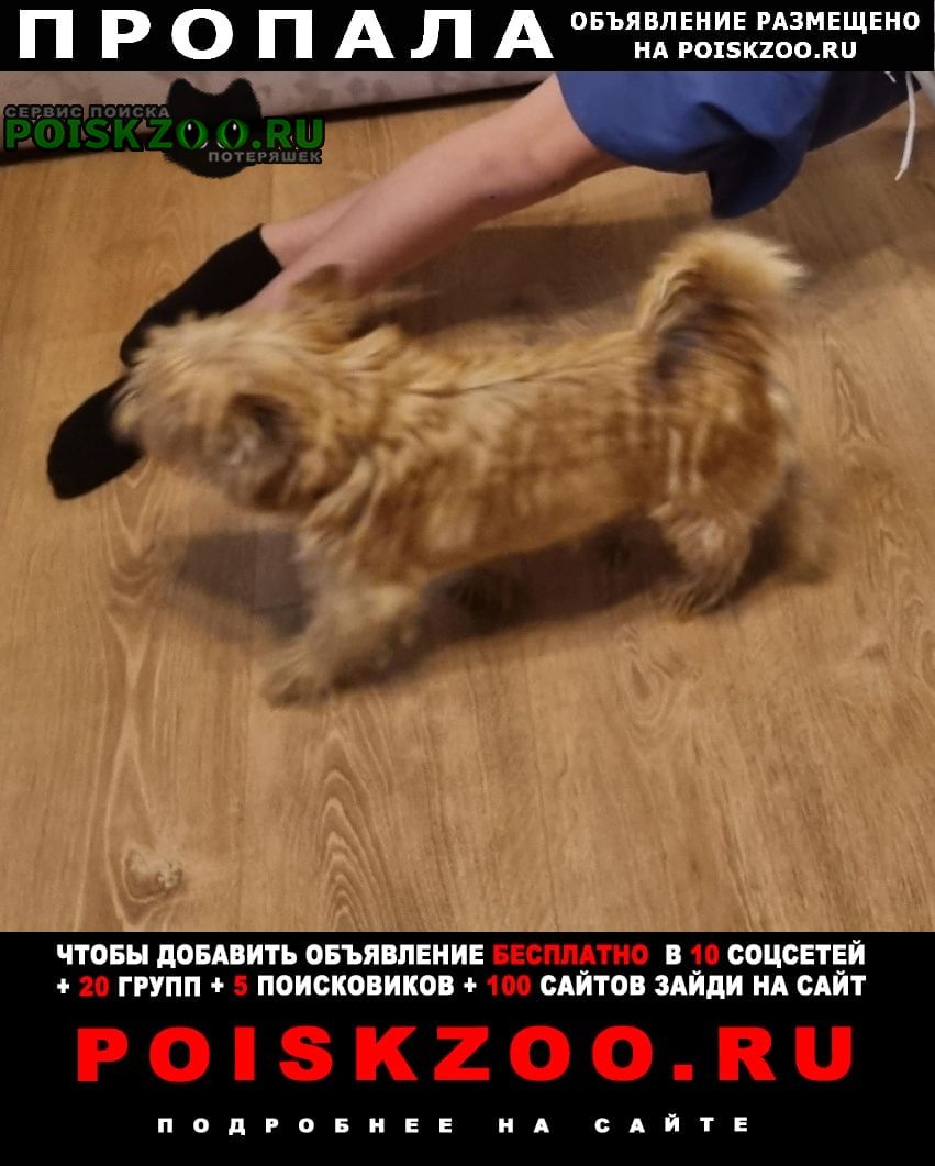 Александров Пропала собака кобель ищем собаку