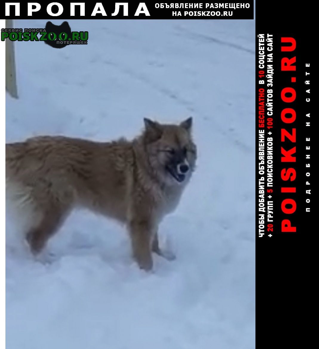Актобе (Актюбинск) Пропала собака помогите найти люси