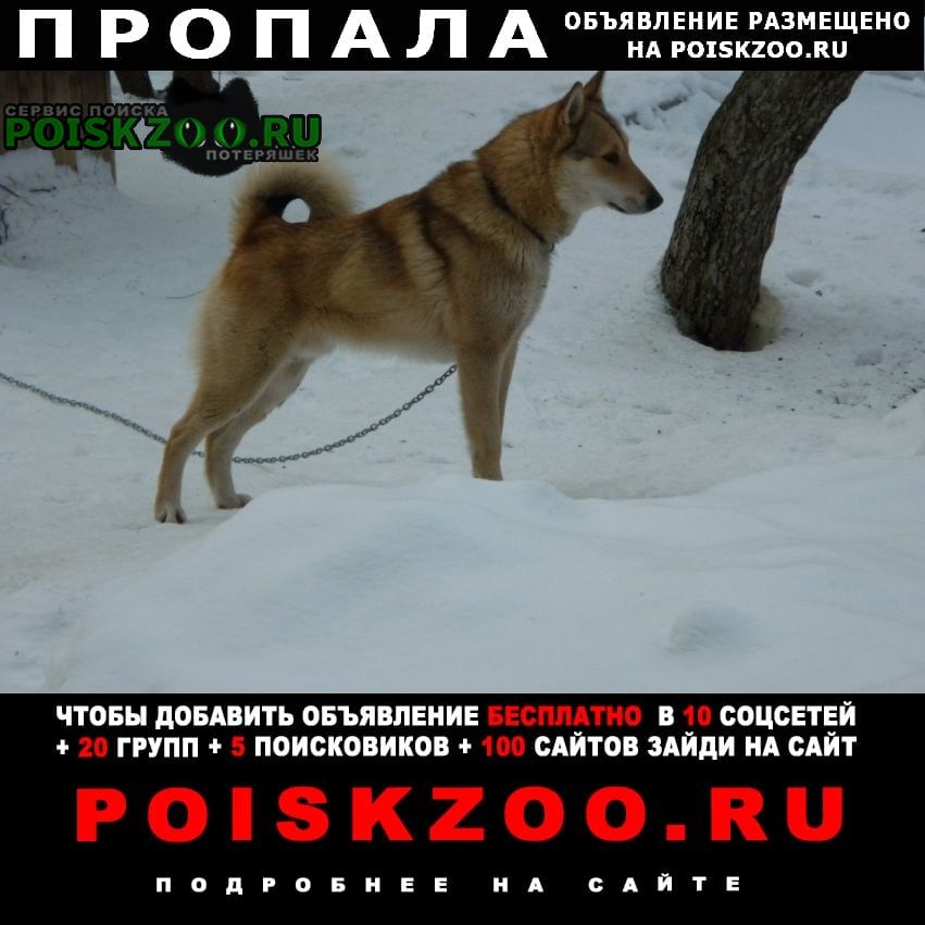 Пропала собака ярославль. Пропала собака г Ярославль. Пропала собака Ярославль сиба ину.
