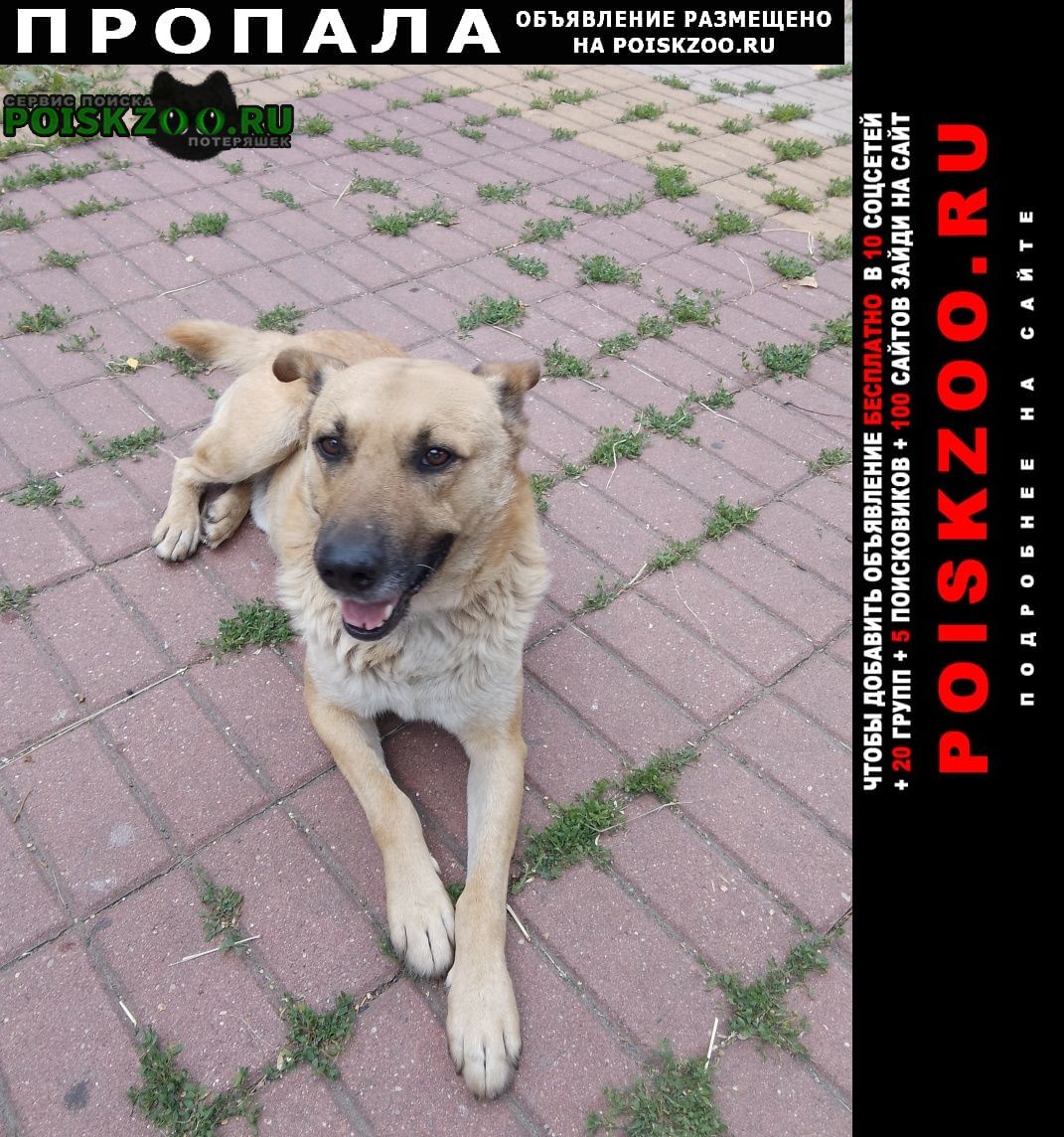 Липецк Пропала собака кобель от 26 ноября, не а.