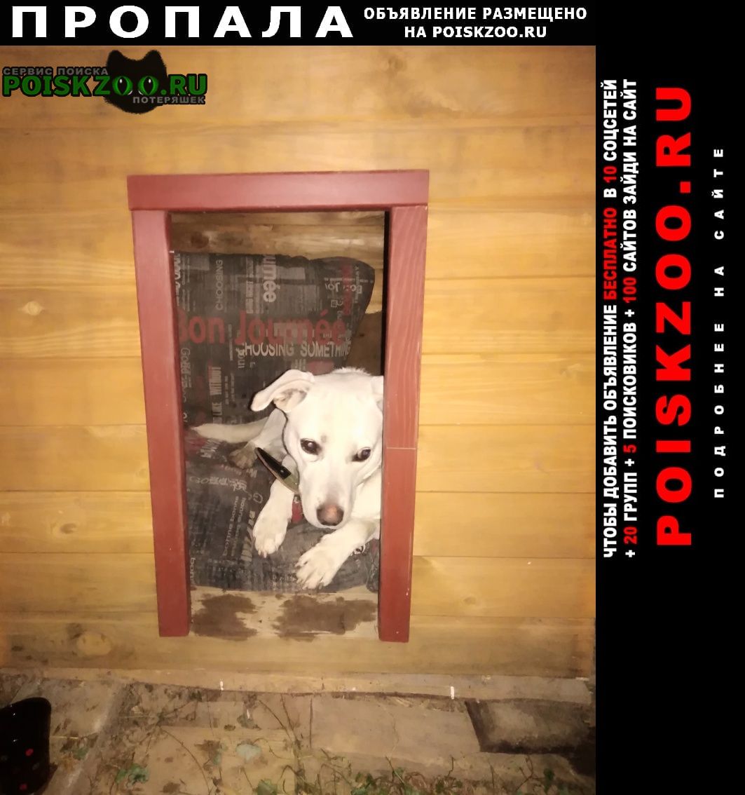 Кострома Пропала собака кобель пёс, бинго, д. холм