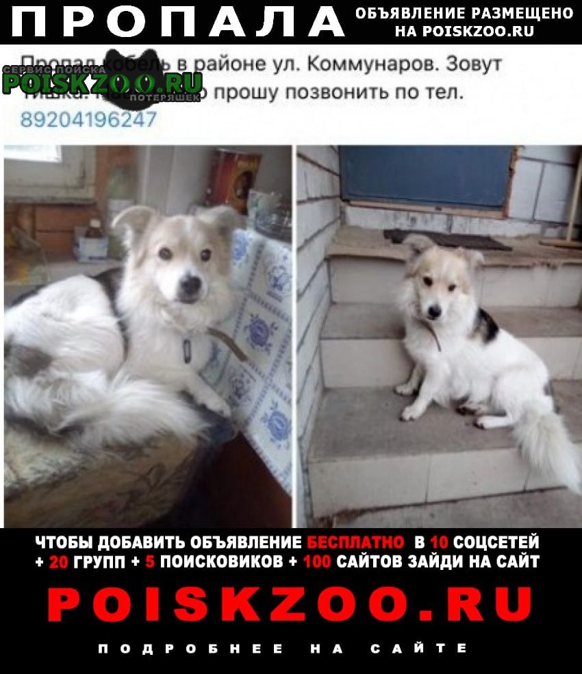 Пропала собака кобель чипированный с ошейником Воронеж