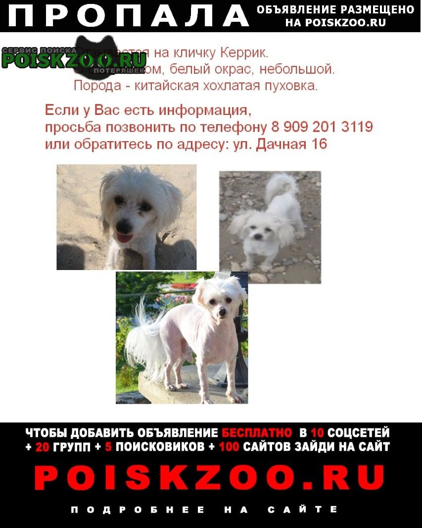 Пропала собака Губкин. Объявление о пропаже собаки в Губкине. Потеряшки Губкинский. Выставка собак в Губкине 15 апреля 2023.