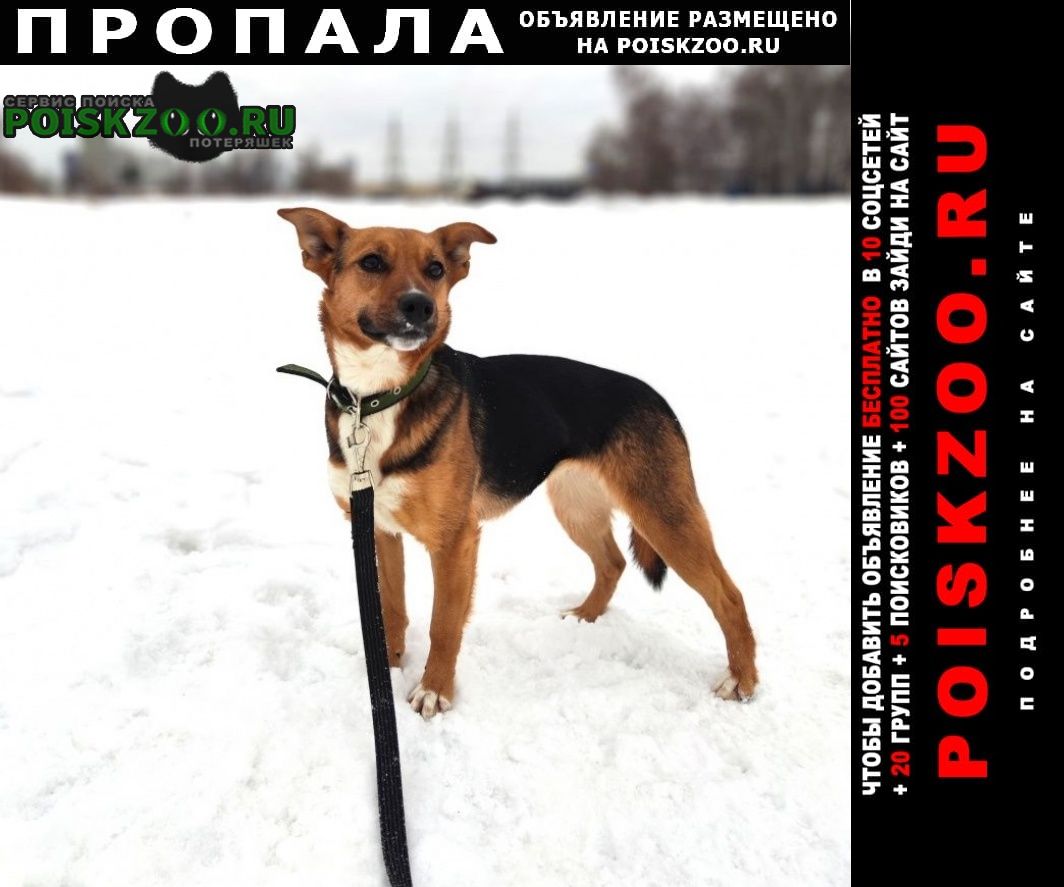 Пропала собака барби Москва