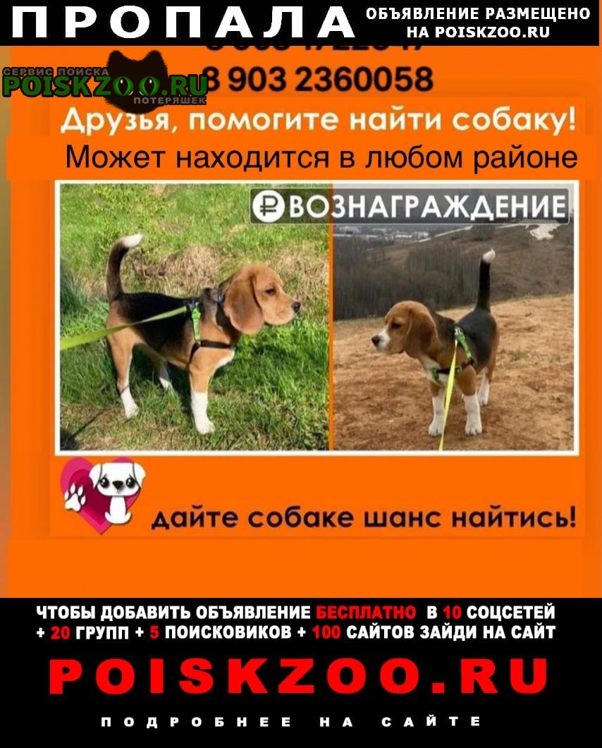 Пропала собака Волоколамск