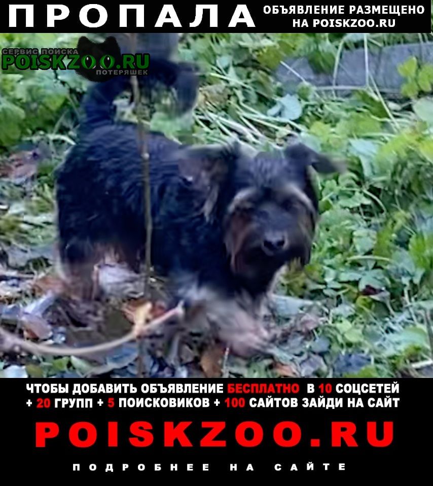 Пропала собака кобель Заокский