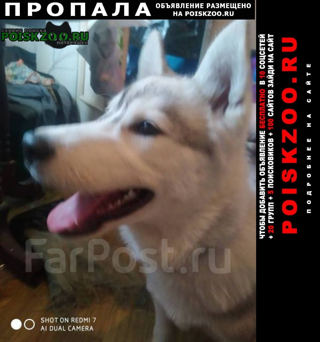 Пропала собака кобель белый хаски Владивосток