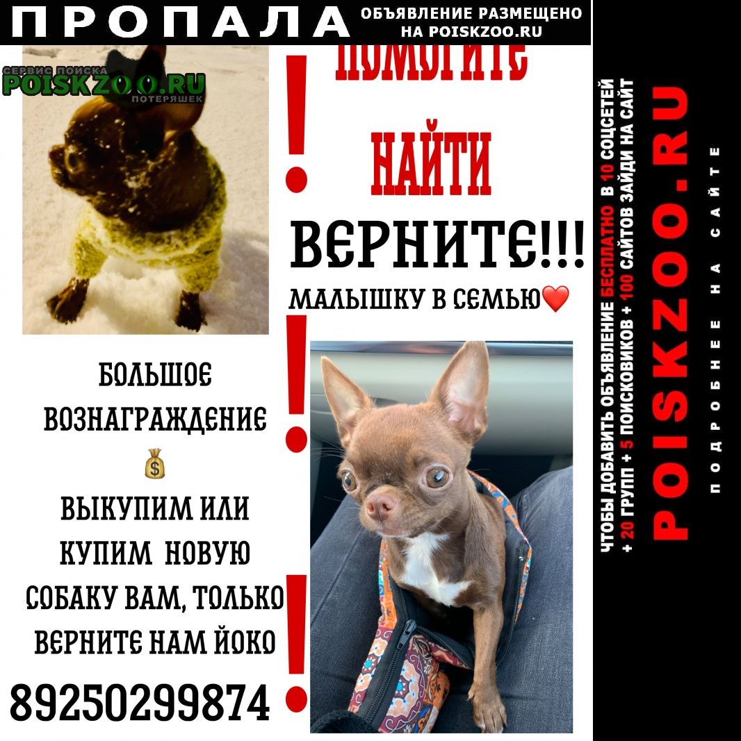 Пропала собака строгино Москва