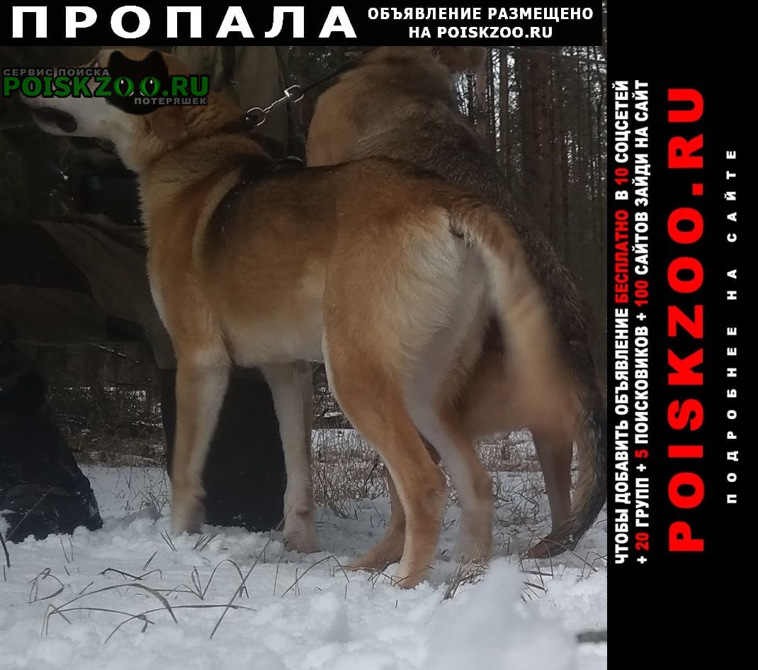 Карачев Пропала собака кобель кабель 3 года в районе зеленина
