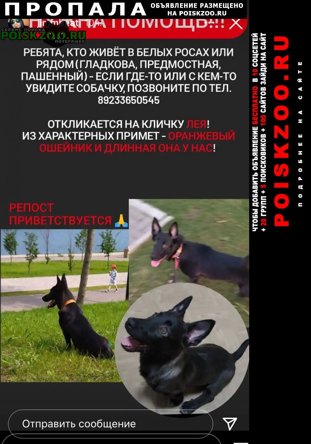Пропала собака помогите найти Красноярск