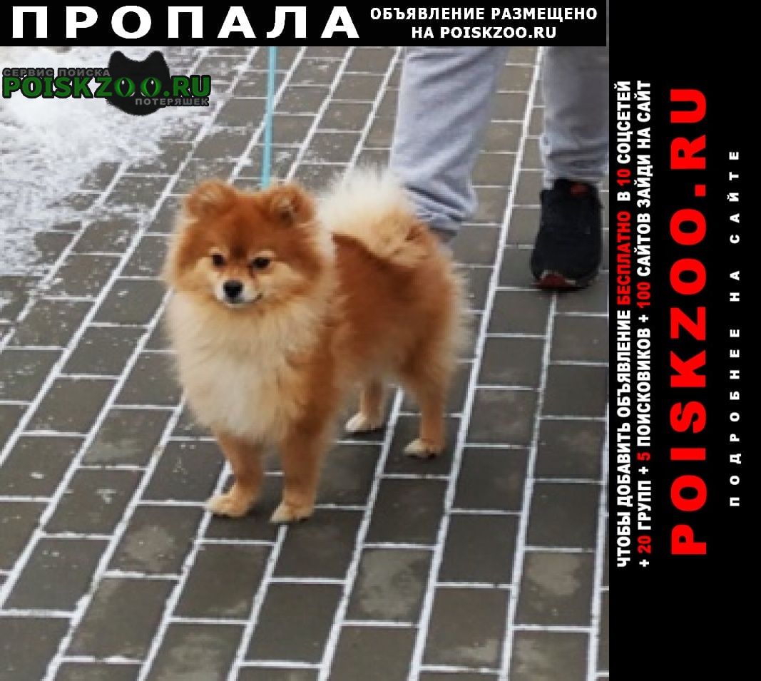 Пропала собака кобель шпиц Москва